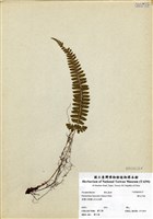 藏品(韓氏耳蕨)的圖片